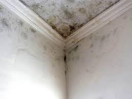 Best Forensic Mold Investigation  in Pompton Plains, NJ