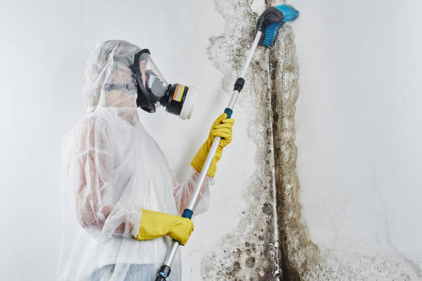 Best Basement Mold Removal  in Pompton Plains, NJ