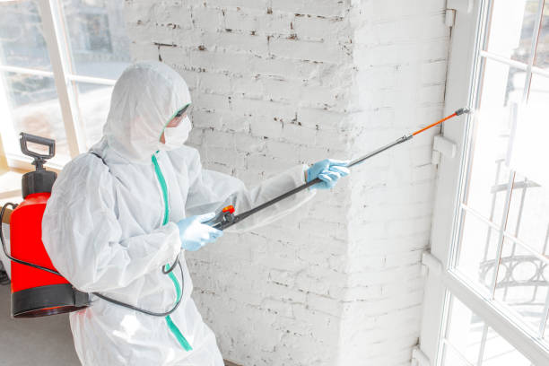 Best Black Mold Removal  in Pompton Plains, NJ