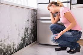 Best Environmental Consulting for Mold Prevention  in Pompton Plains, NJ